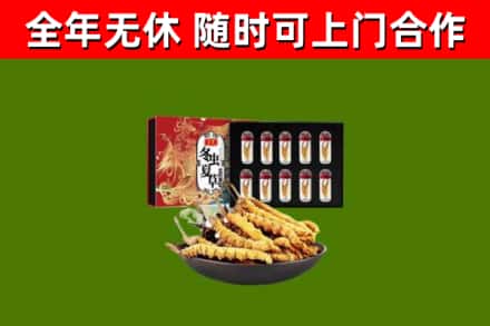 阿克塞县回收冬虫夏草价格