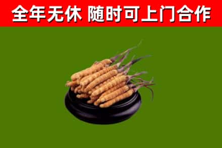 阿克塞县烟酒回收冬虫夏草.jpg